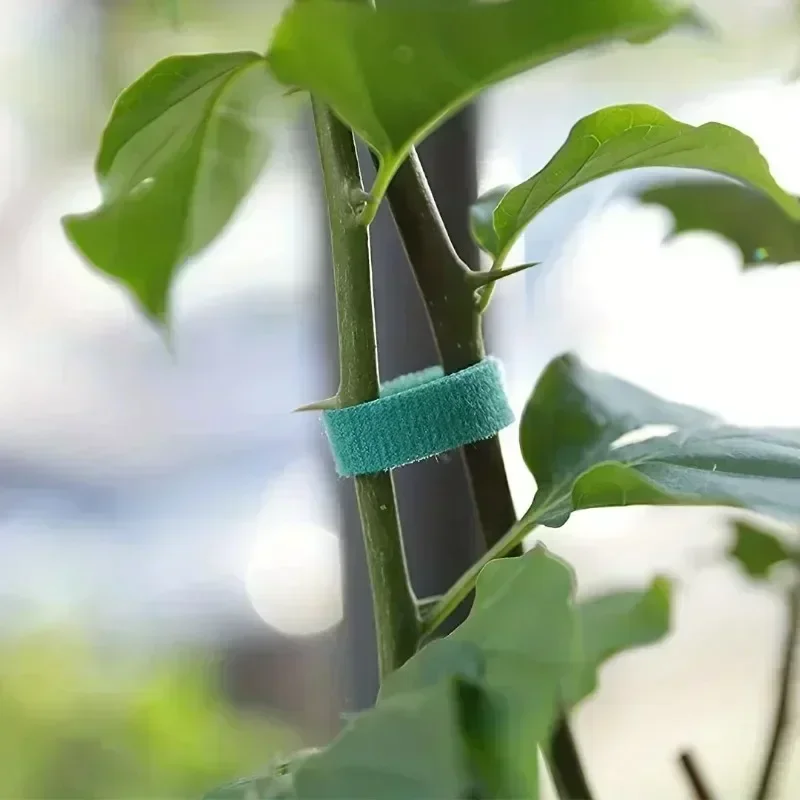 1/100M Pianta autoadesiva rego - Gear Tie Reusable recensione e prezzo